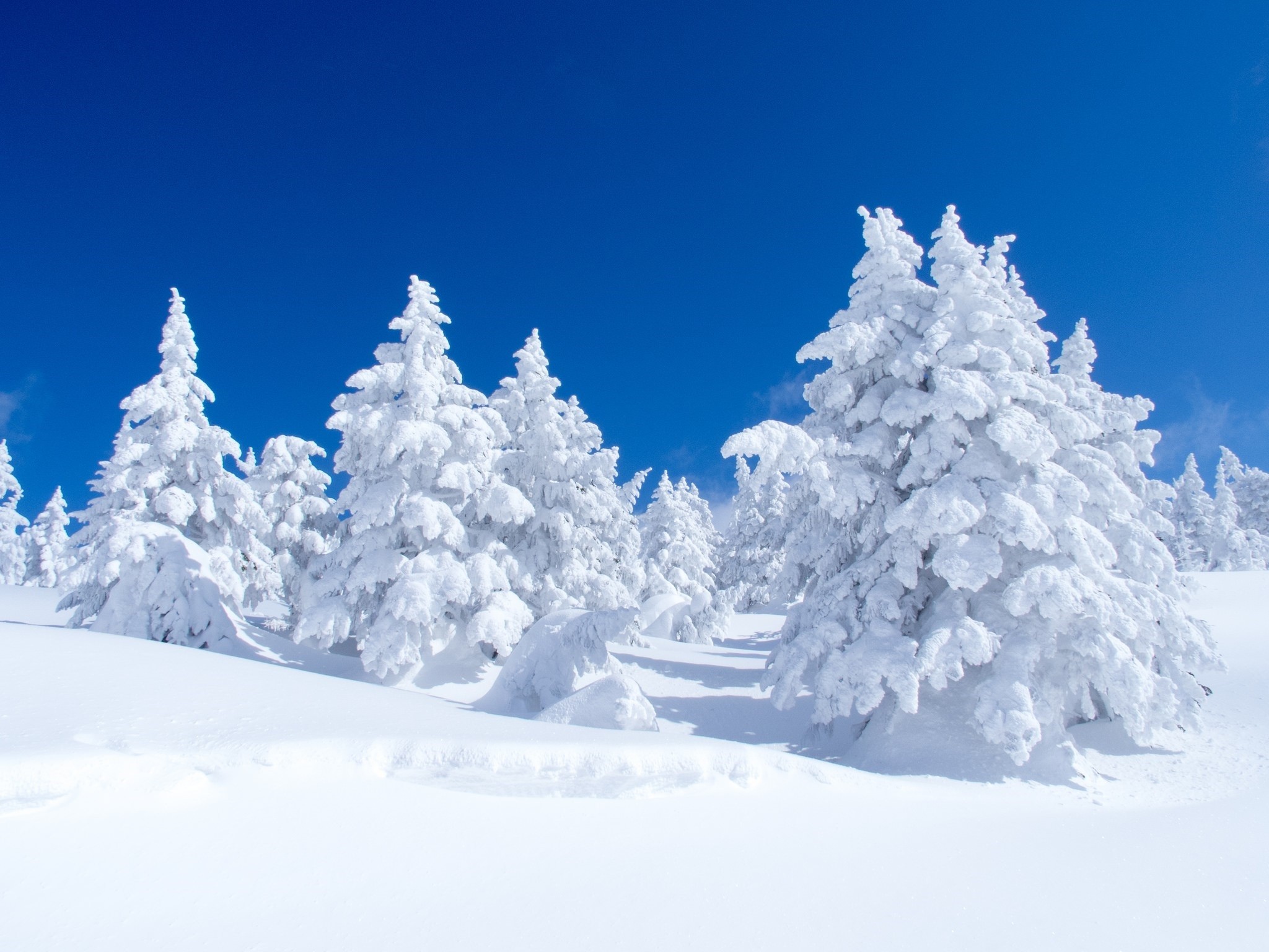 壁紙1366 x 786 hd,雪,冬,ショートリーフブラックスプルース,木,空