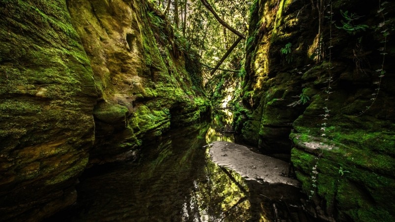 fond d'écran 1366 x 786 hd,la nature,paysage naturel,forêt ancienne,forêt,vert