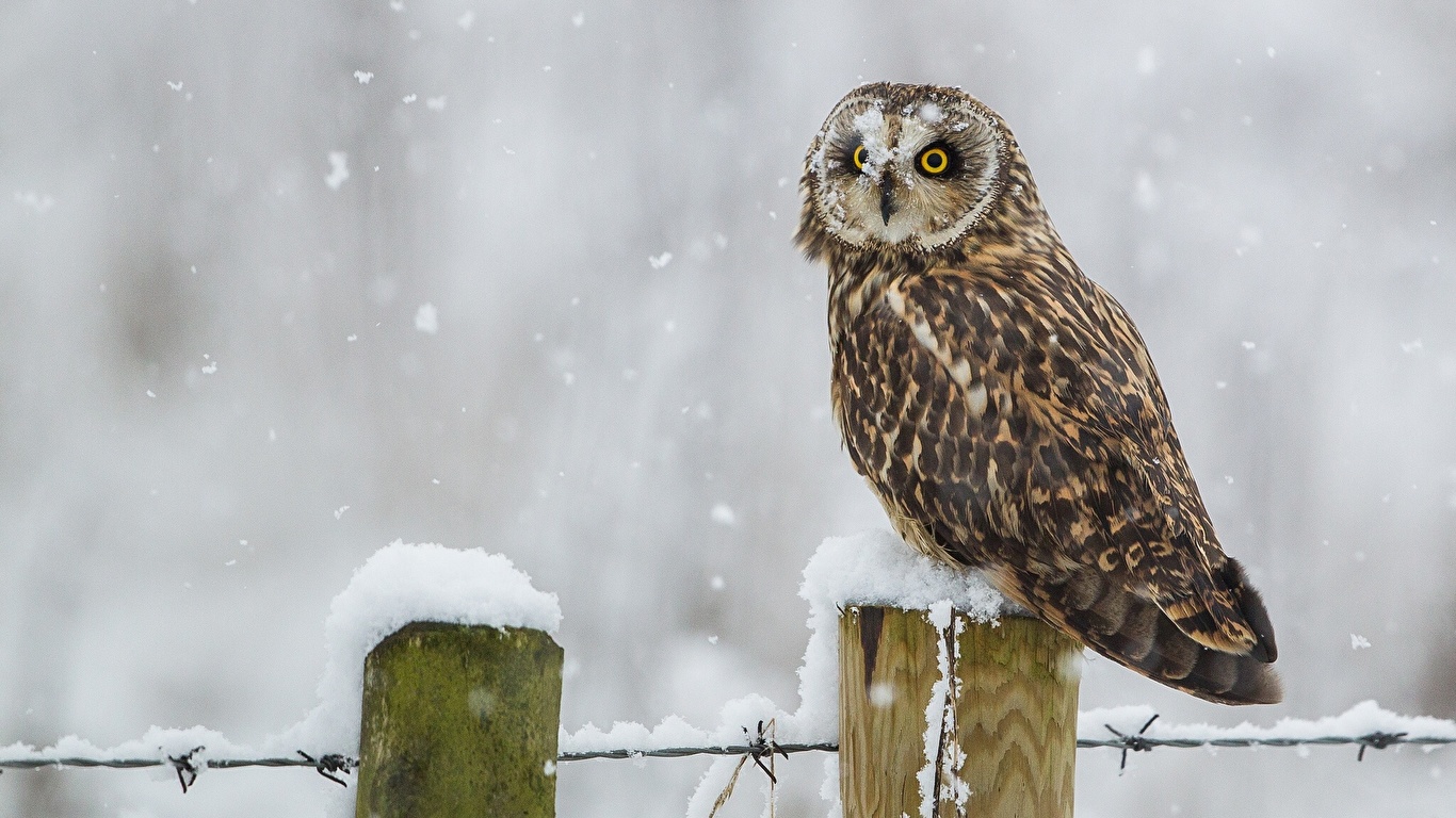 fond d'écran 1366 x 786 hd,hibou,oiseau,oiseau de proie,grand hibou gris,faune