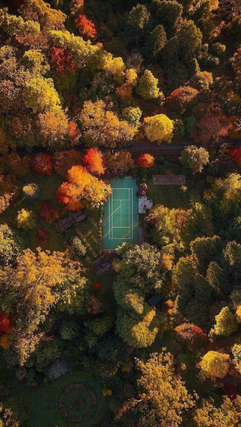 tennis wallpaper iphone,leaf,tree,still life,plant,autumn