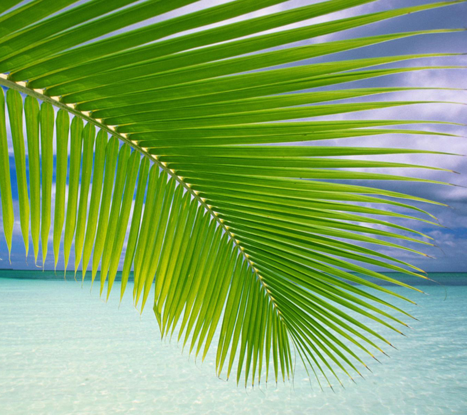 papier peint feuille de palmier,vert,feuille,arbre,palmier,plante
