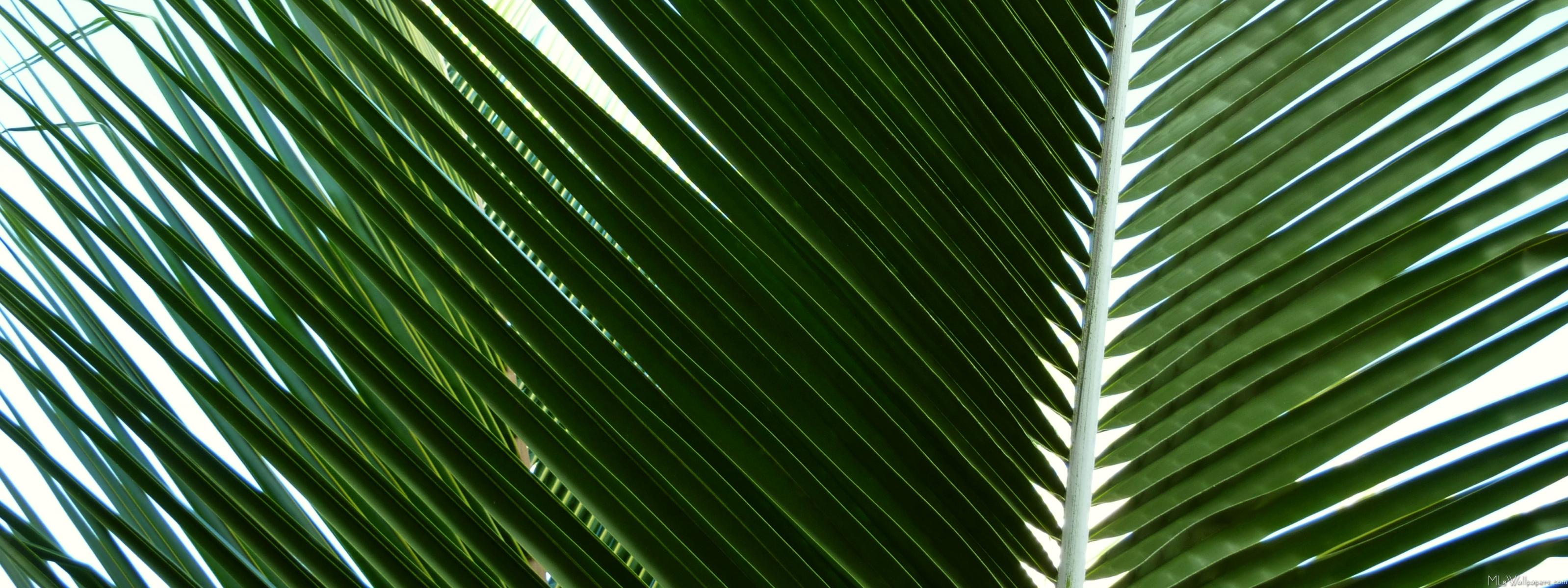 papier peint feuille de palmier,vert,feuille,plante,arbre,palmier
