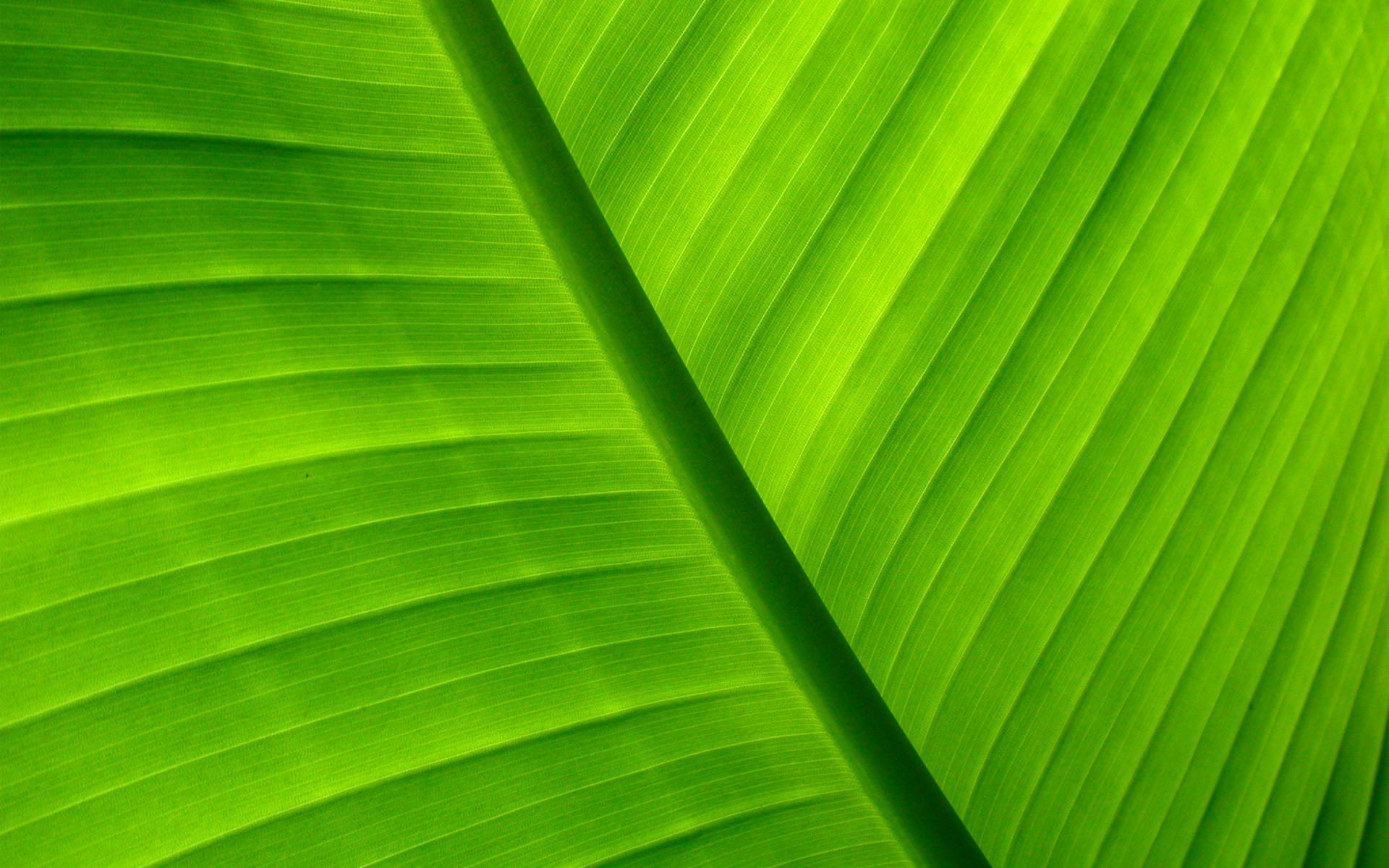 手のひらの葉状体の壁紙,緑,葉,バナナの葉,閉じる,工場
