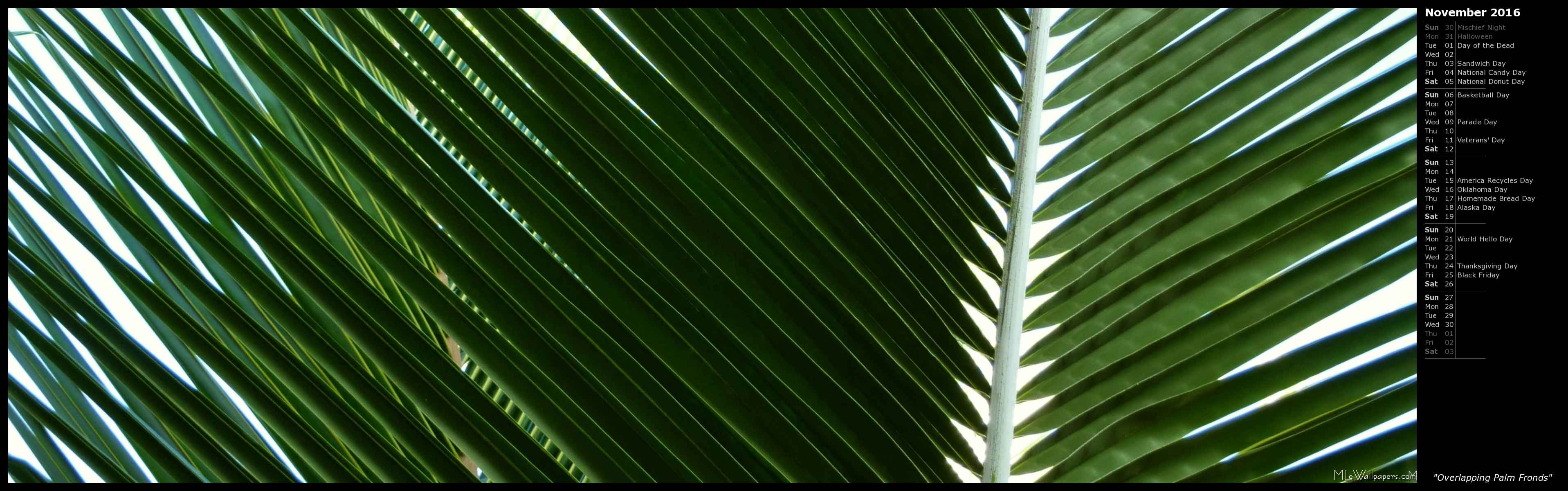 fondo de pantalla de fronda de palma,verde,hoja,planta,árbol,línea