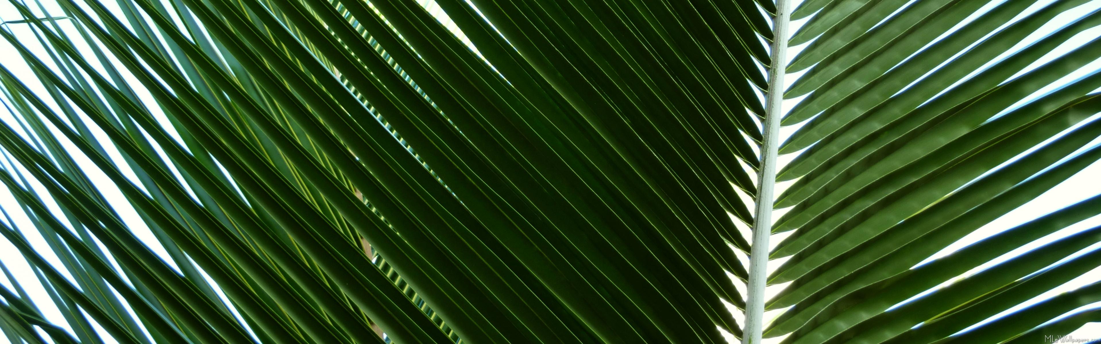 fondo de pantalla de fronda de palma,verde,hoja,planta,palmera,línea