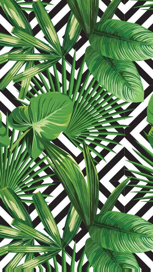 carta da parati verde foglia di palma,pianta,monstera deliciosa,foglia,palma,pianta fiorita