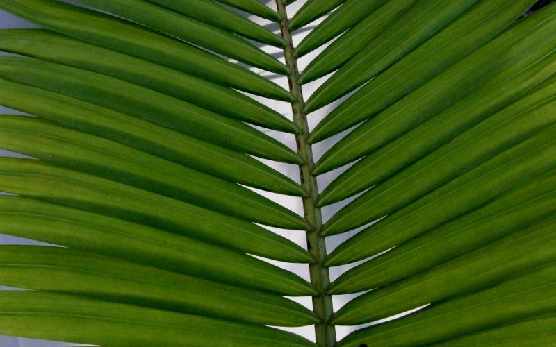 carta da parati a fronde di palma,foglia,verde,pianta,foglia di banana,albero