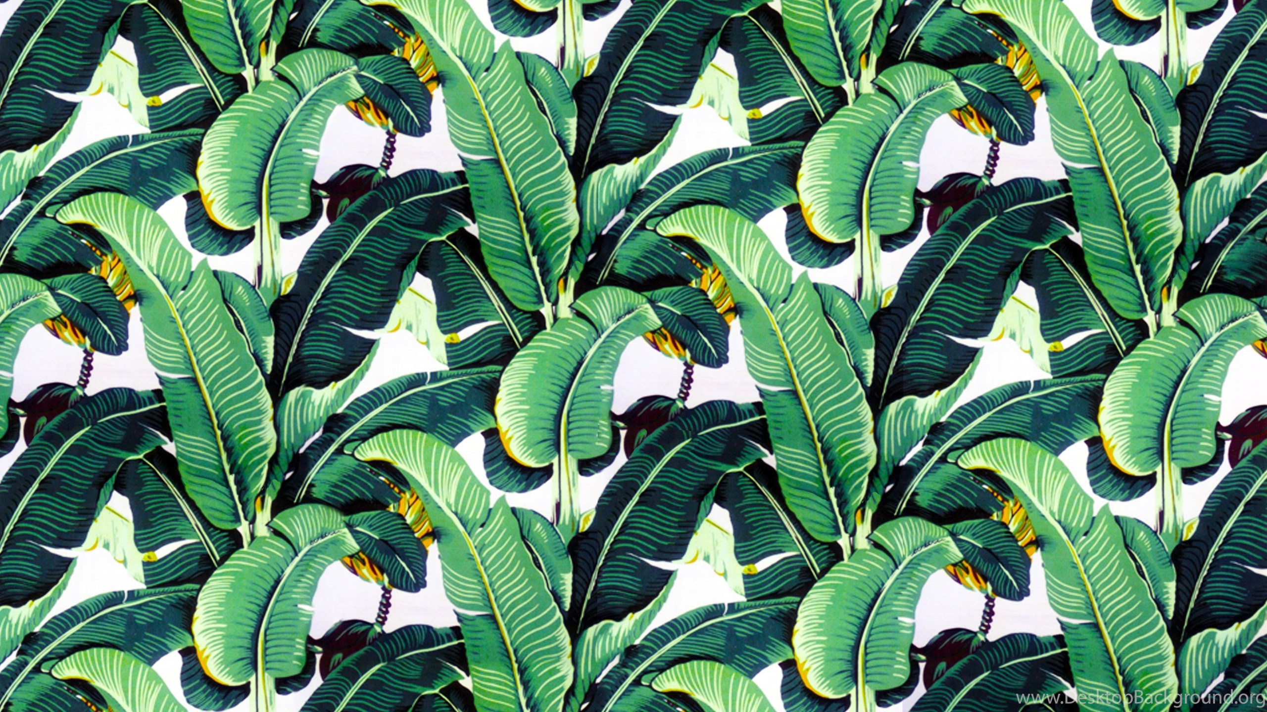 papier peint palmier banane,plante à fleurs,fleur,plante,feuille,arbre