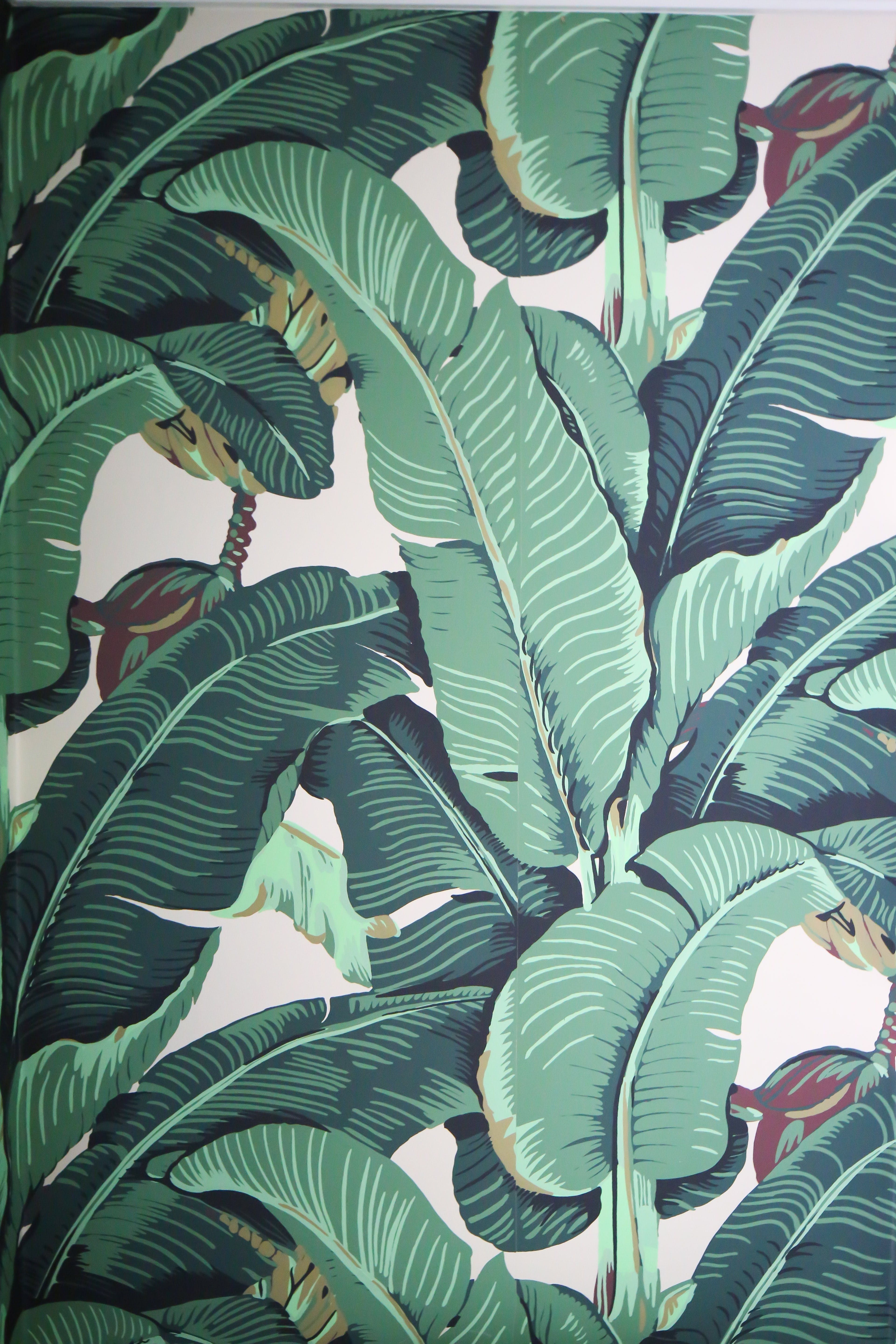 papier peint palmier banane,plante,feuille,fleur,famille d'arrow root,feuille de banane