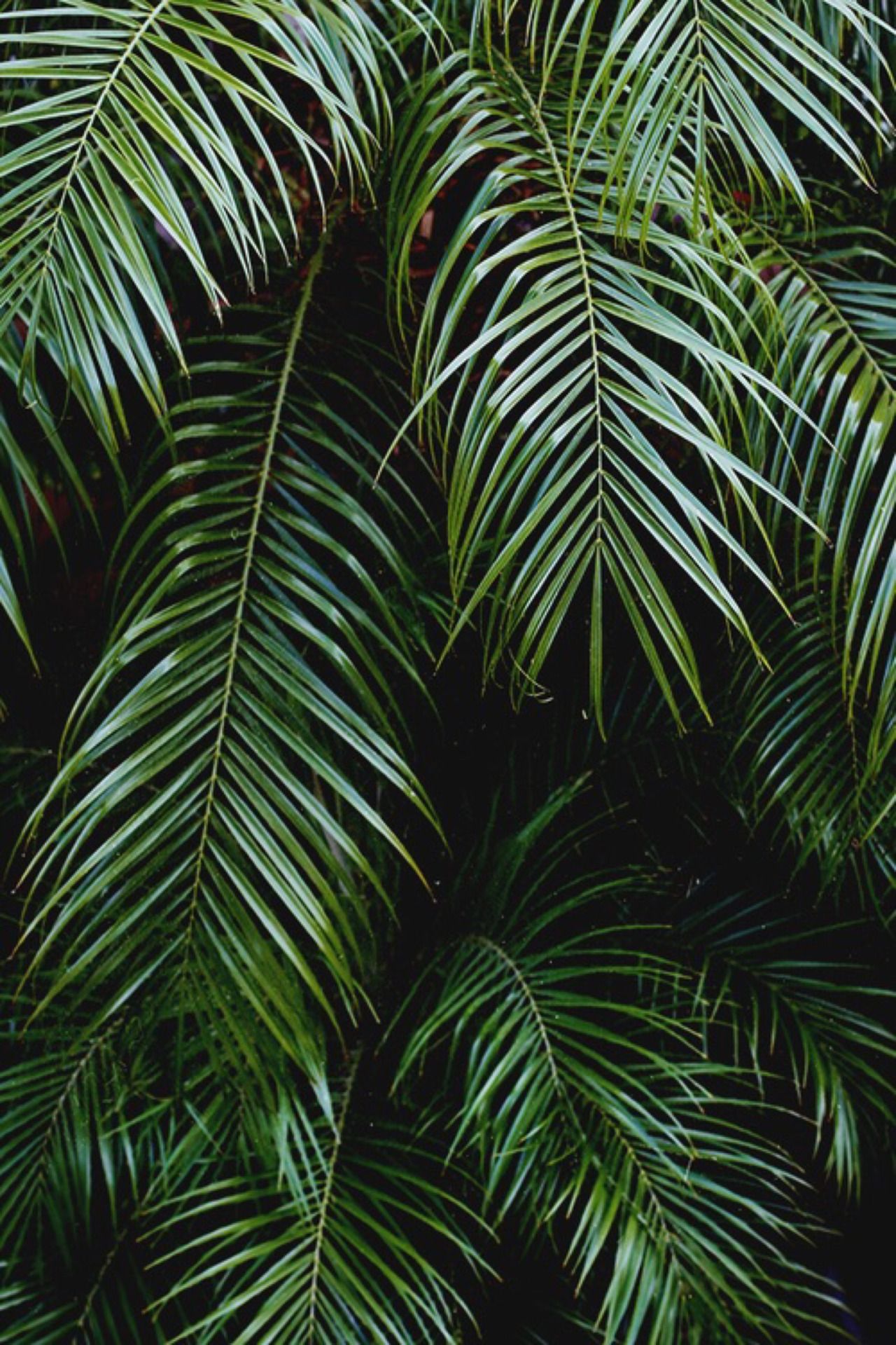 green palm leaf wallpaper,tree,vegetation,terrestrial plant,plant,elaeis