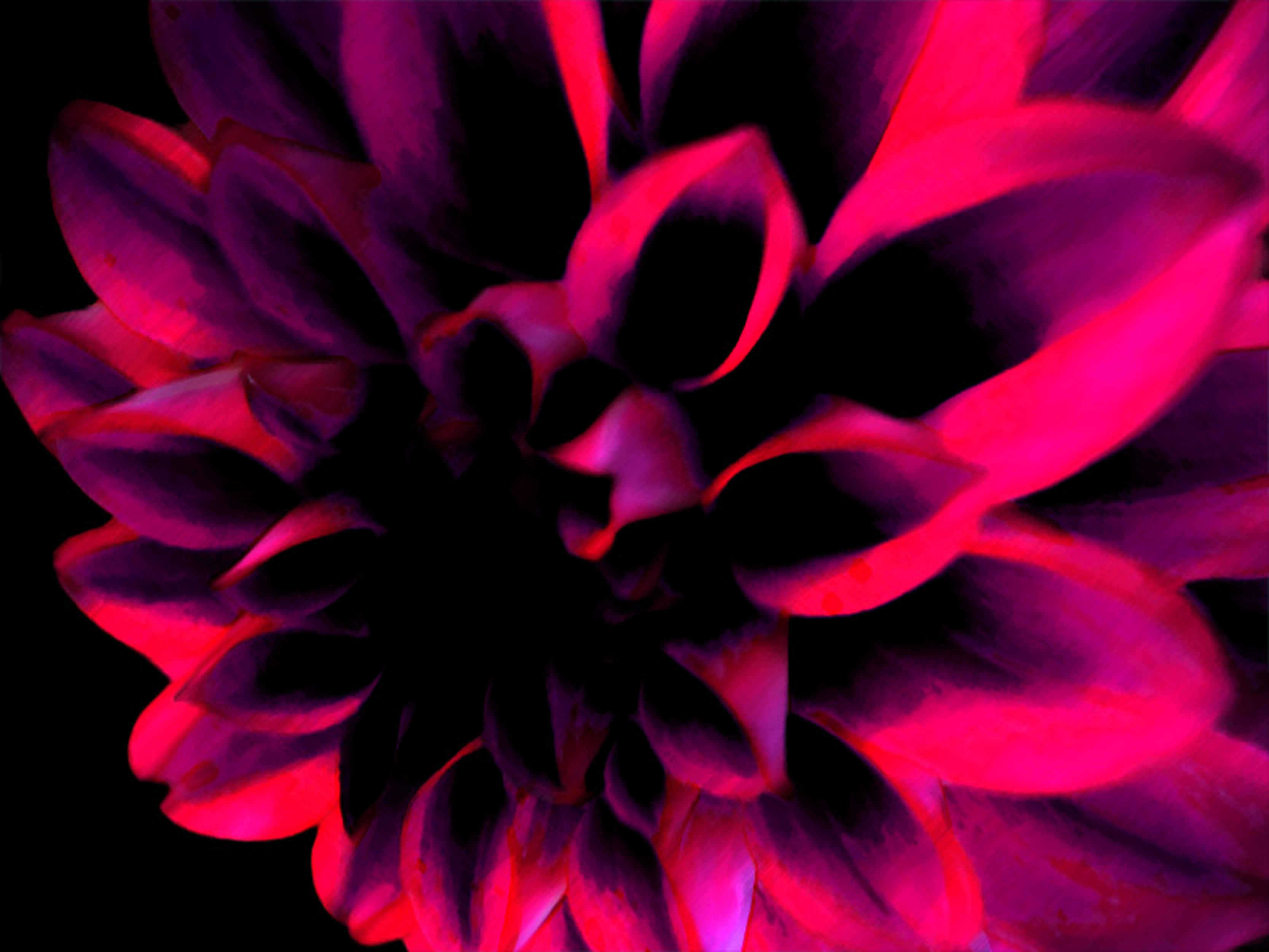 dunkelrosa tapete,blütenblatt,rosa,rot,blume,licht