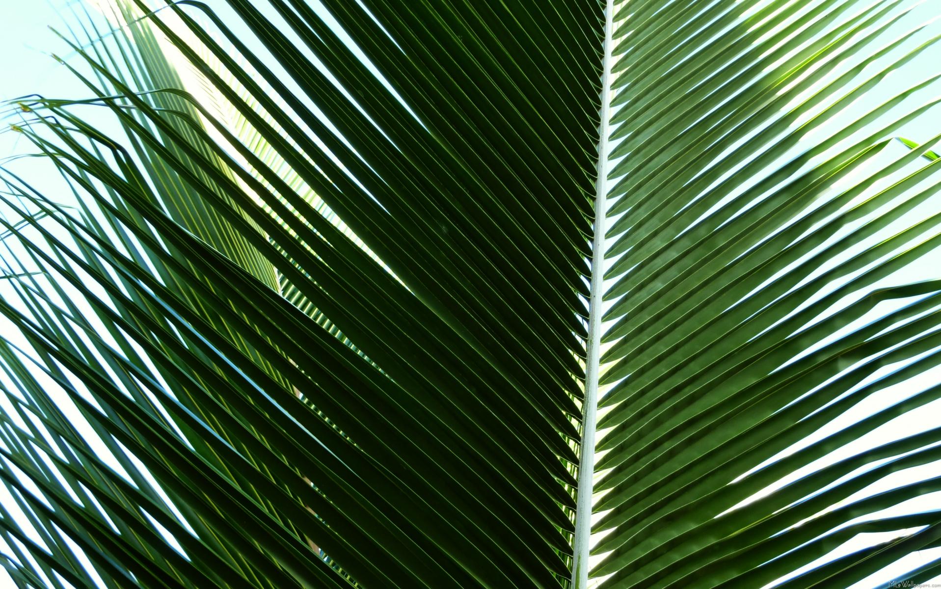 papier peint feuille de palmier,arbre,feuille,vert,plante,palmier