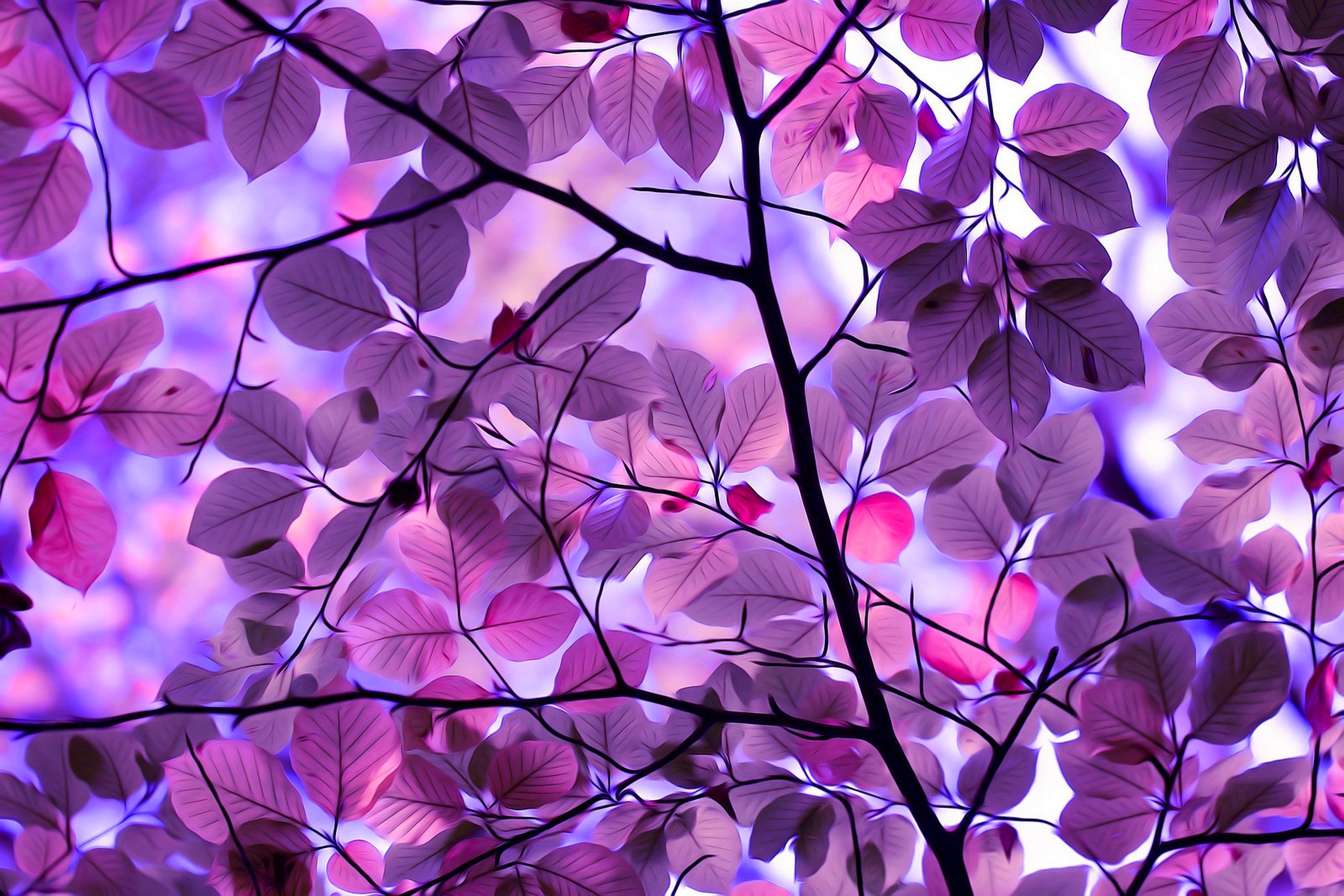 無料の紫色の壁紙,紫の,バイオレット,ライラック,ピンク,ラベンダー