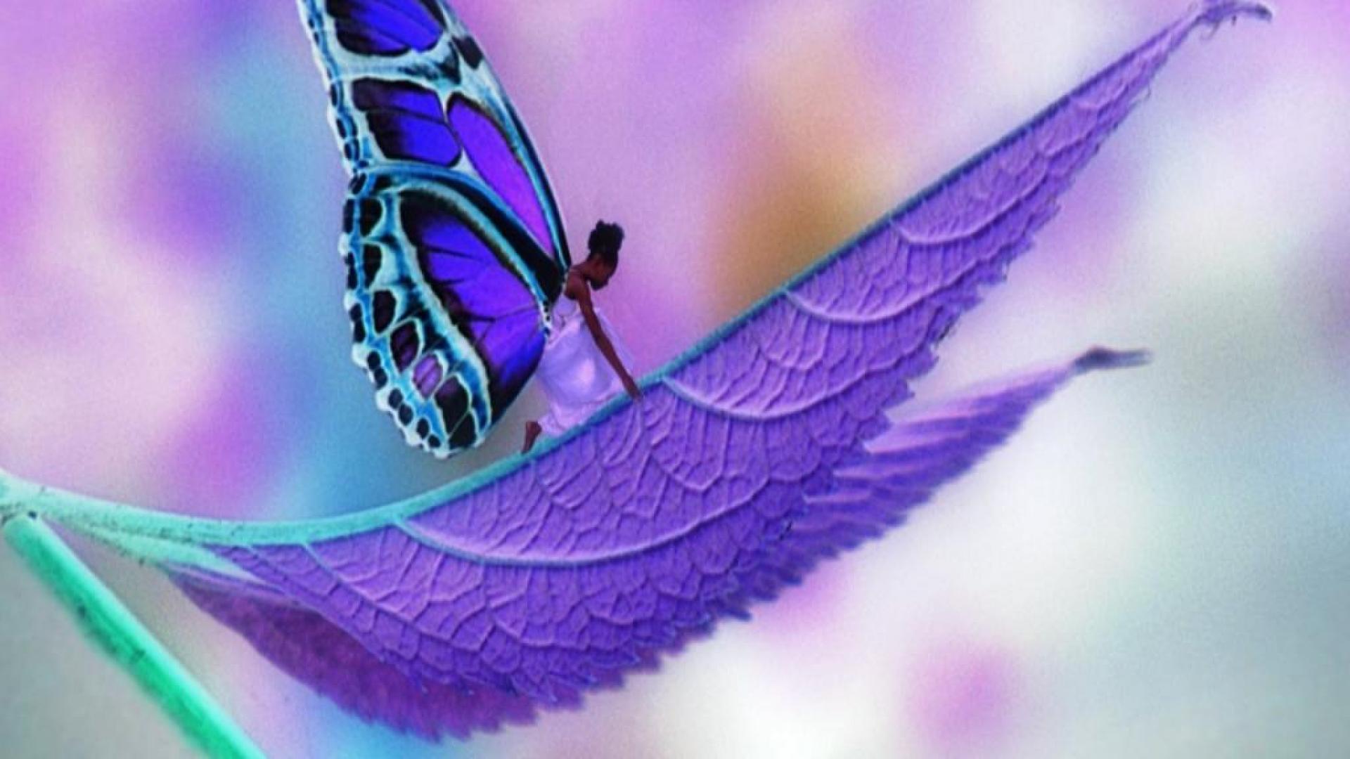 papier peint papillon mignon,violet,bleu,papillon,violet,insecte