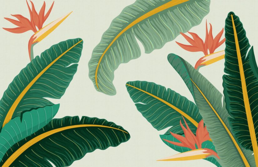 papier peint feuille de bananier royaume uni,plante,feuille,fleur,arbre,plante à fleurs
