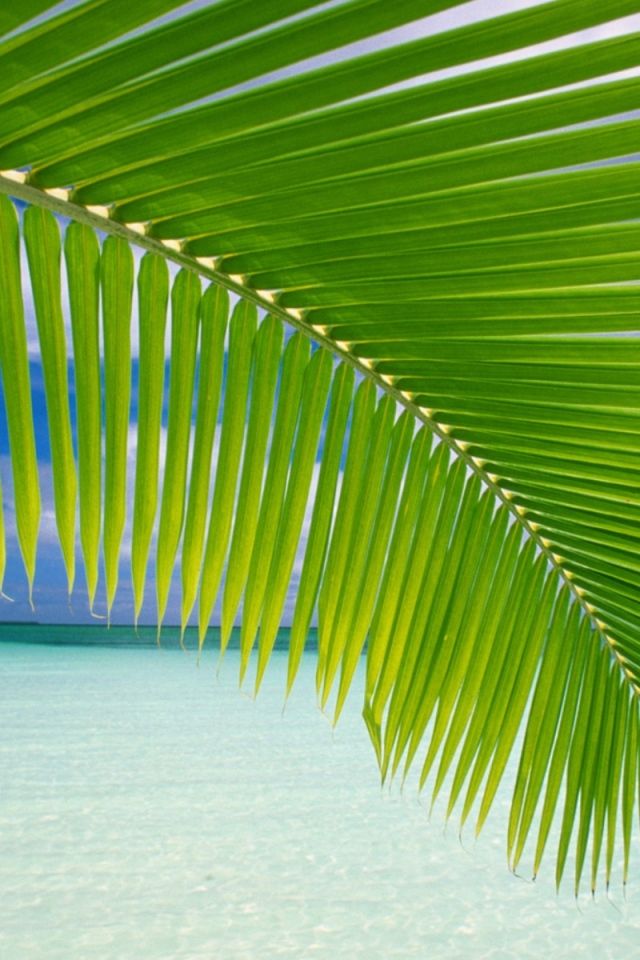 fondo de pantalla de fronda de palma,verde,hoja,palmera,planta,árbol