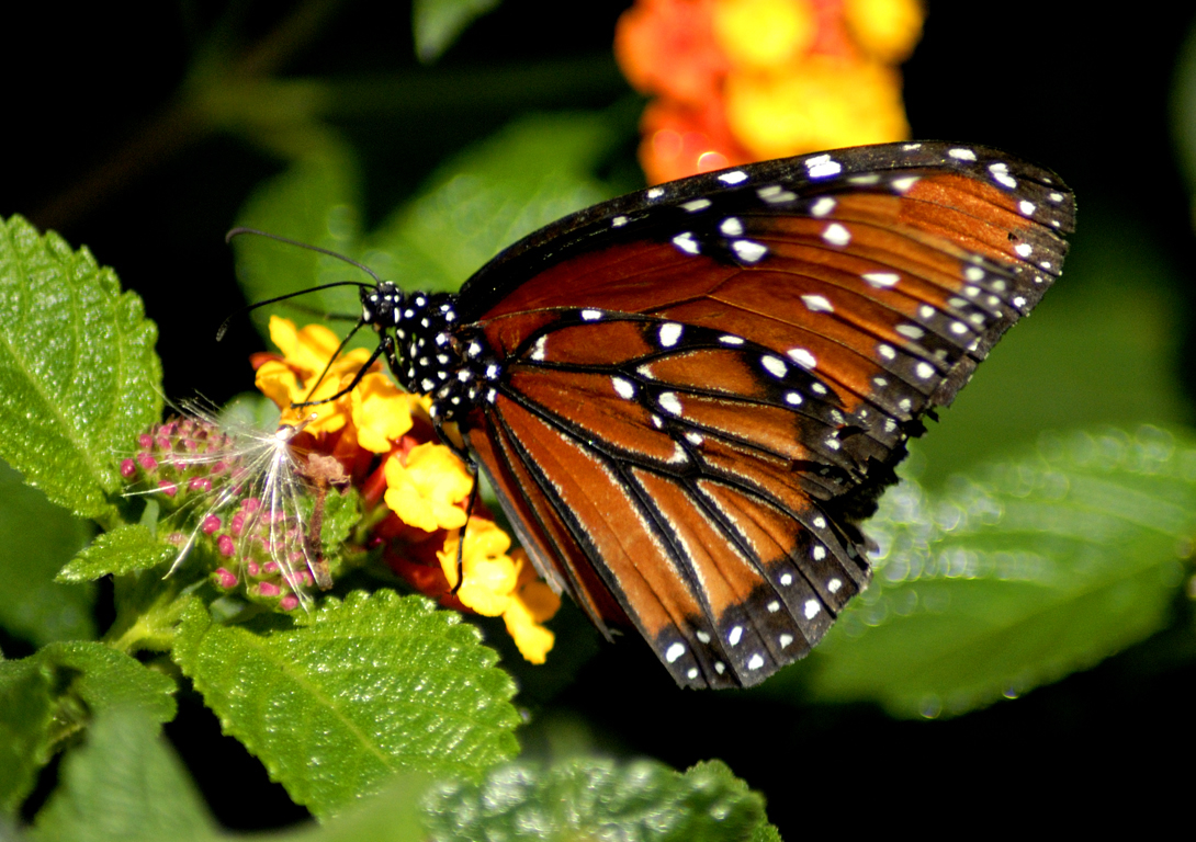 carta da parati farfalla d'oro,falene e farfalle,la farfalla,farfalla monarca,cynthia subgenus,insetto