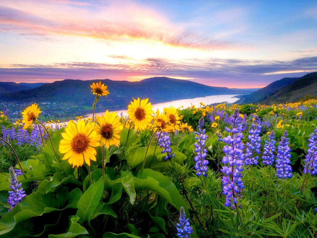 download gratuito di hd di montagna sfondi,fiore,paesaggio naturale,natura,fiore di campo,pianta