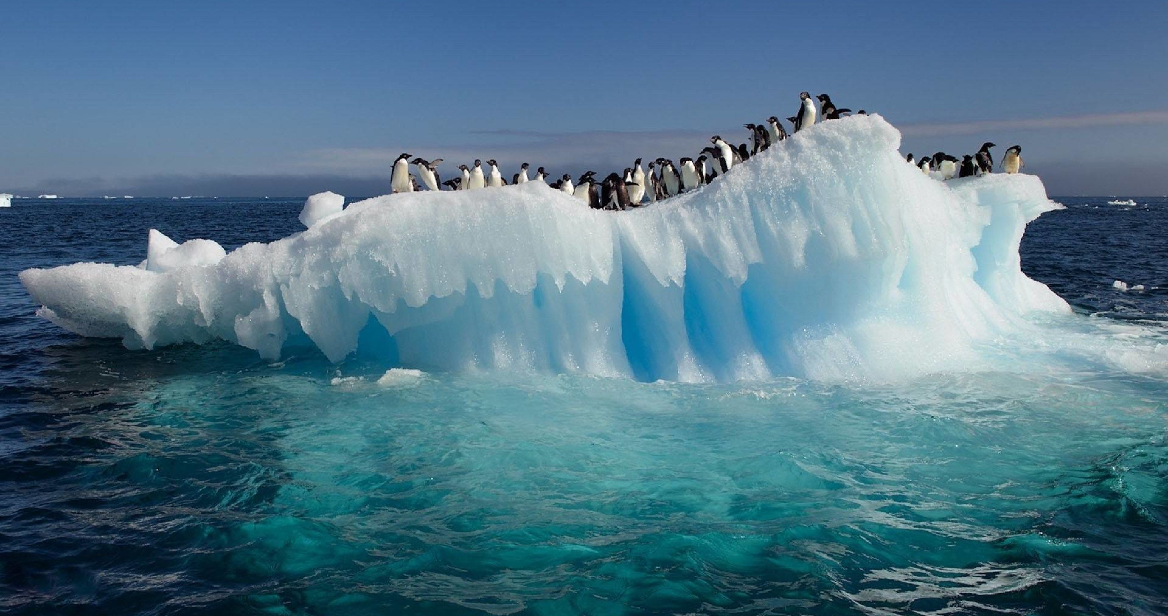 hielo fondo de pantalla hd,hielo,iceberg,ártico,océano ártico,congelación