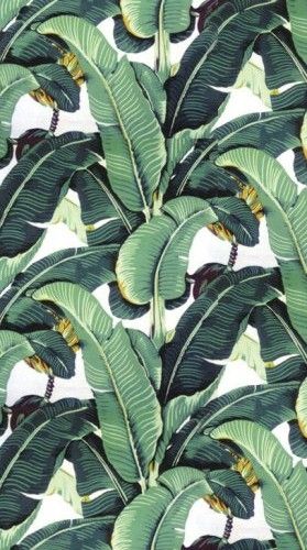 martinique banana leaf wallpaper,plant,flower,leaf,tree,flowering plant