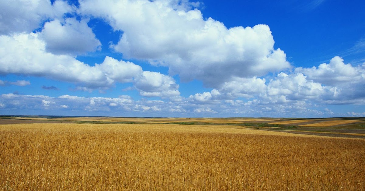 felicidad fondo de pantalla hd,cielo,pradera,campo,paisaje natural,llanura