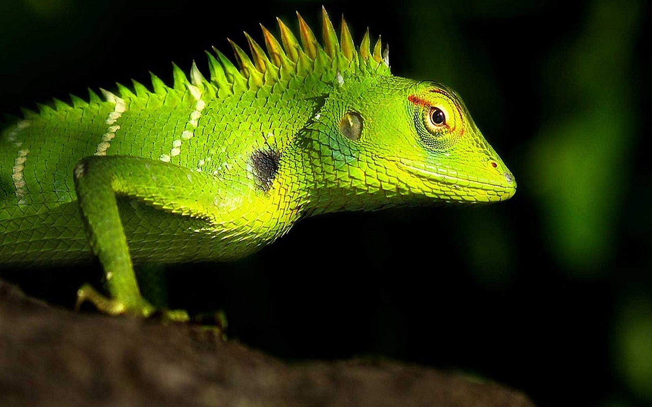 lézard fond d'écran en direct,reptile,lézard,vert,caméléon,iguane