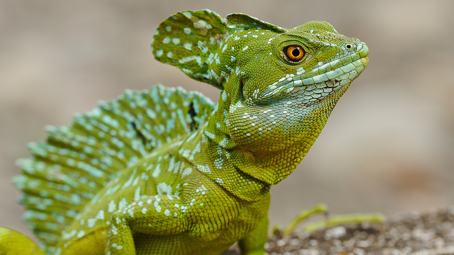 lagarto de pantalla en vivo,reptil,lagartija,iguana,camaleón,camaleón común