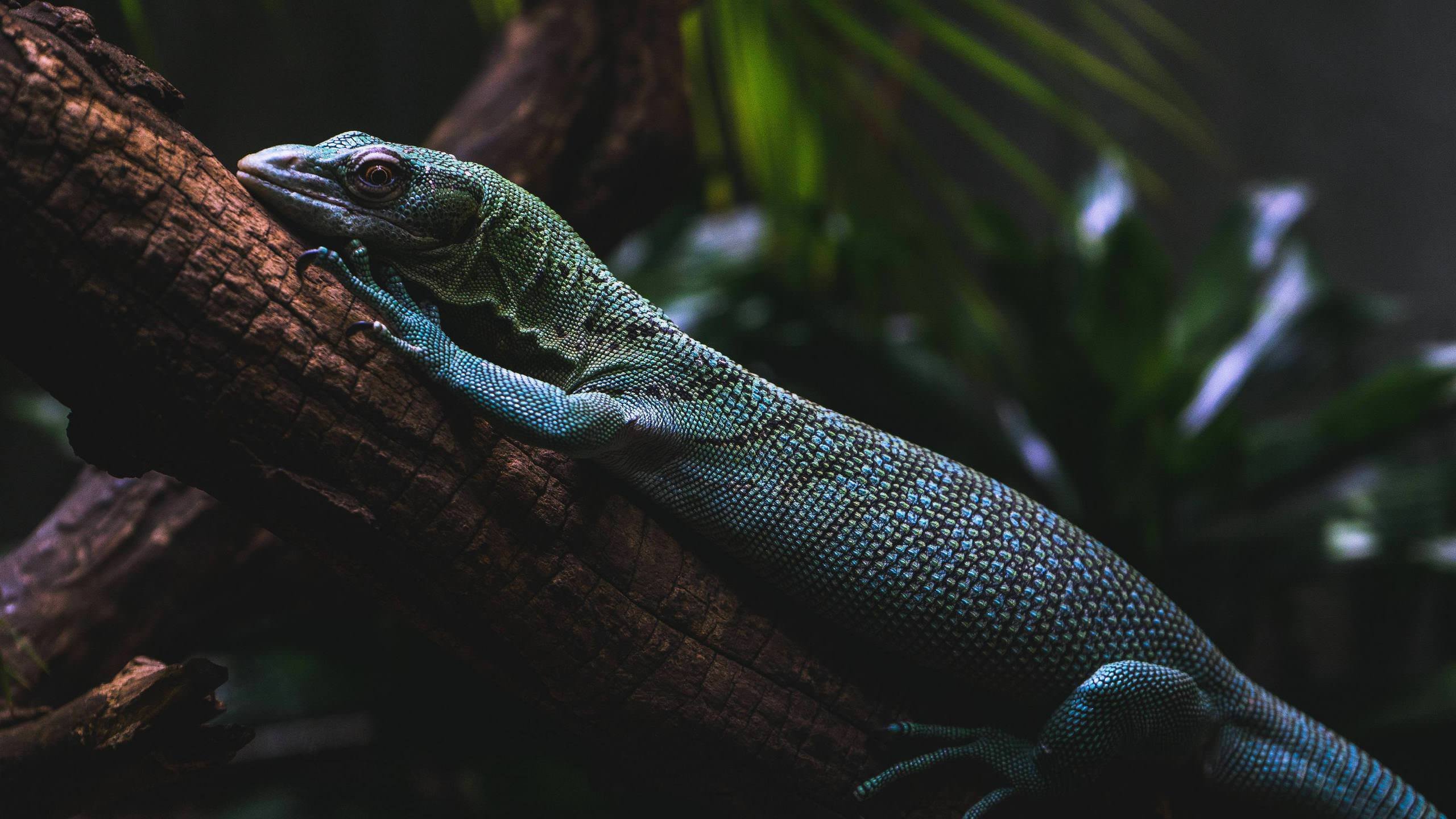 lizard live wallpaper,reptile,vertebrate,lizard,scaled reptile,varanidae