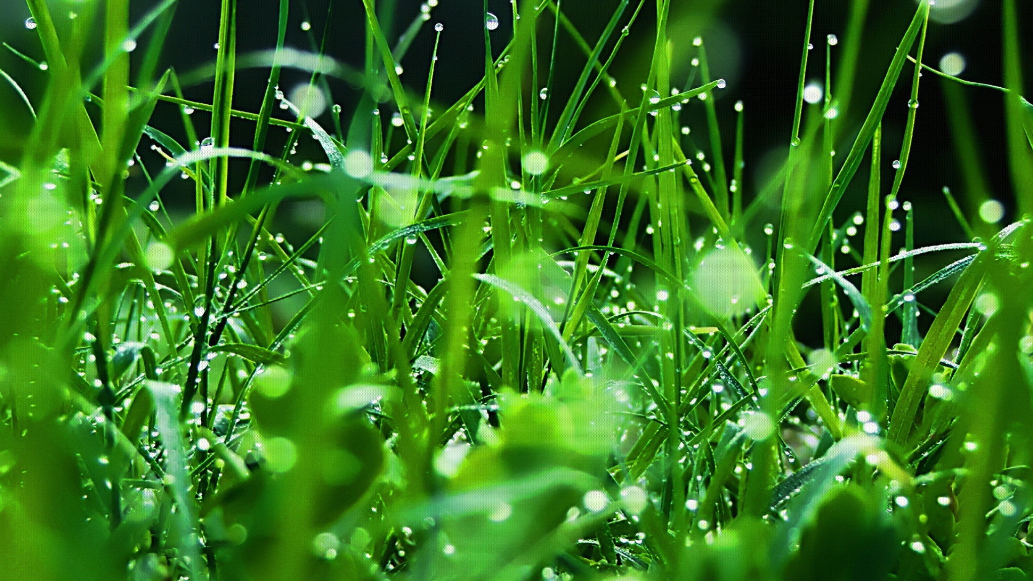 carta da parati rugiada di montagna,verde,acqua,umidità,rugiada,natura