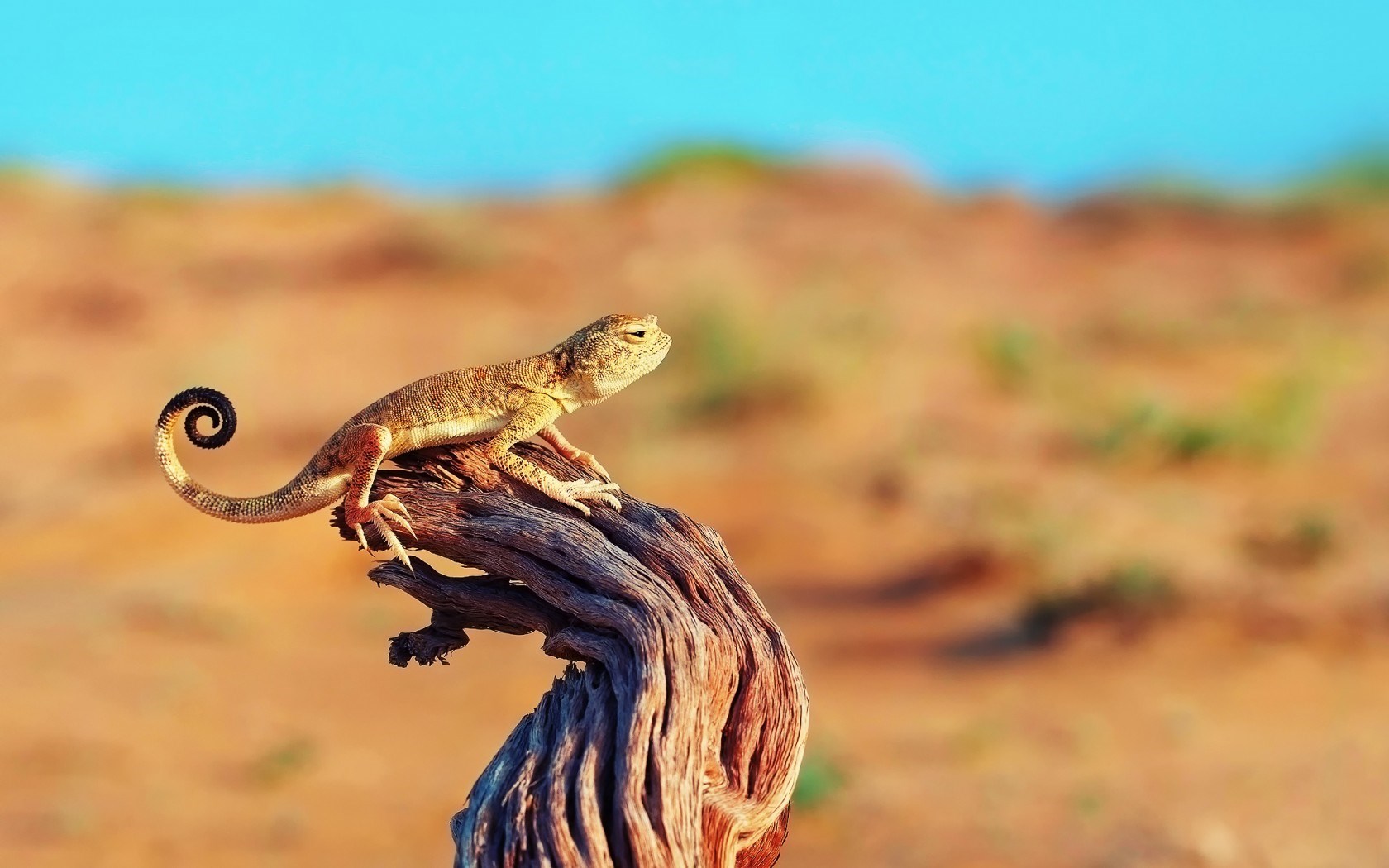 lizard live wallpaper,terrestrial animal,wildlife,reptile,adaptation,scaled reptile