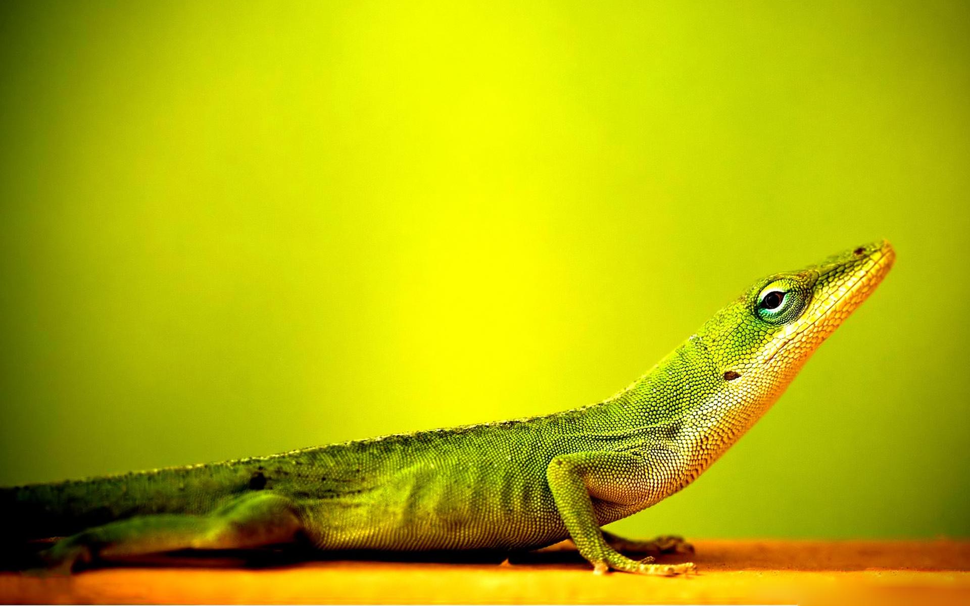 lézard fond d'écran en direct,reptile,lézard,vert,anole,anole