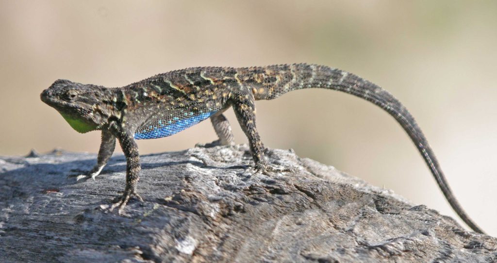 lézard fond d'écran en direct,reptile,lézard,animal terrestre,caméléon commun,gecko