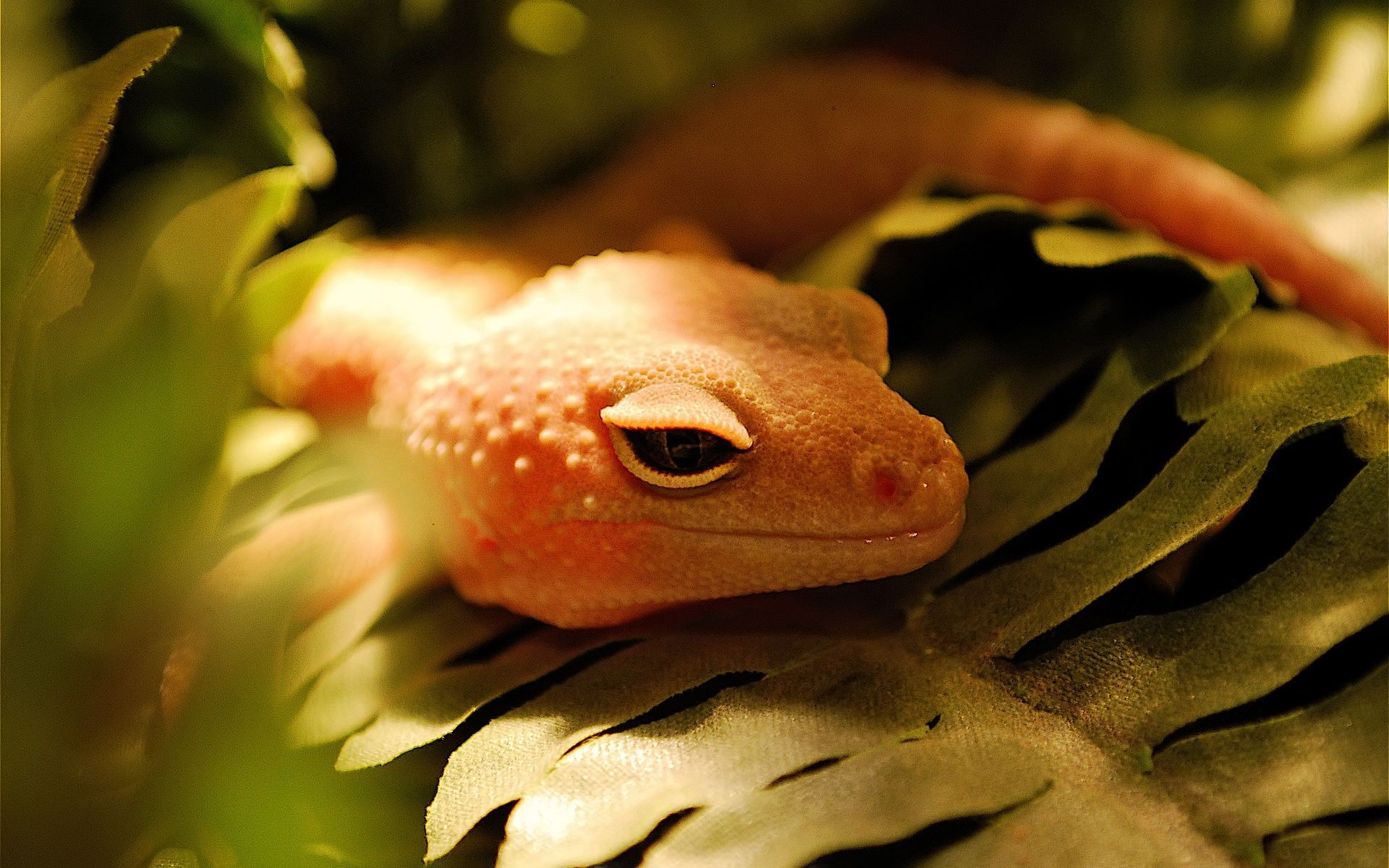 eidechse live wallpaper,reptil,landtier,auge,nahansicht,gecko