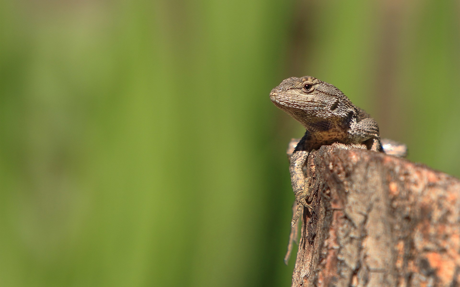 lizard live wallpaper,reptile,lizard,western fence lizard,iguania,scaled reptile