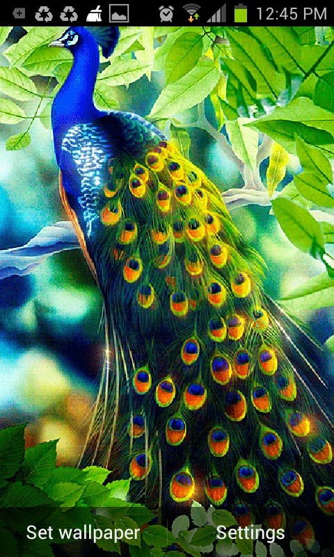 pluma de pantalla en vivo,pavo real,pájaro,pluma,phasianidae,planta