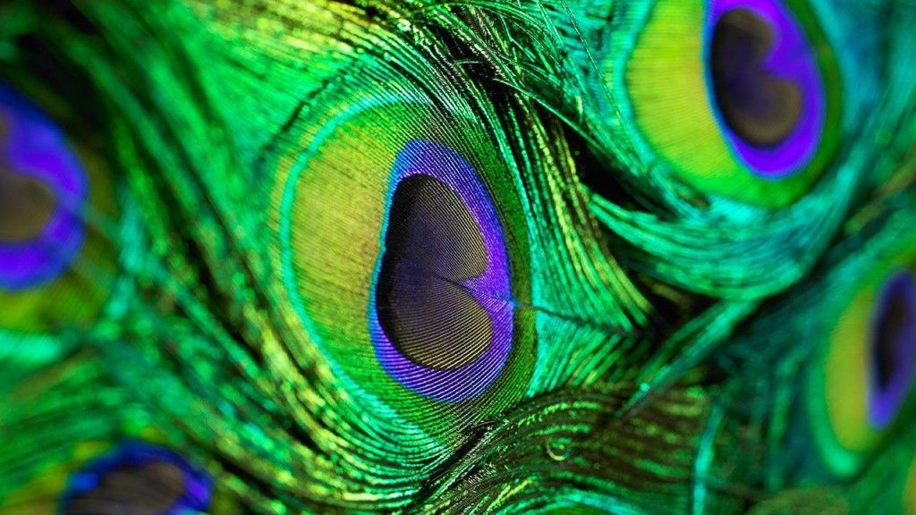 feather live wallpaper,feather,green,close up,colorfulness,turquoise