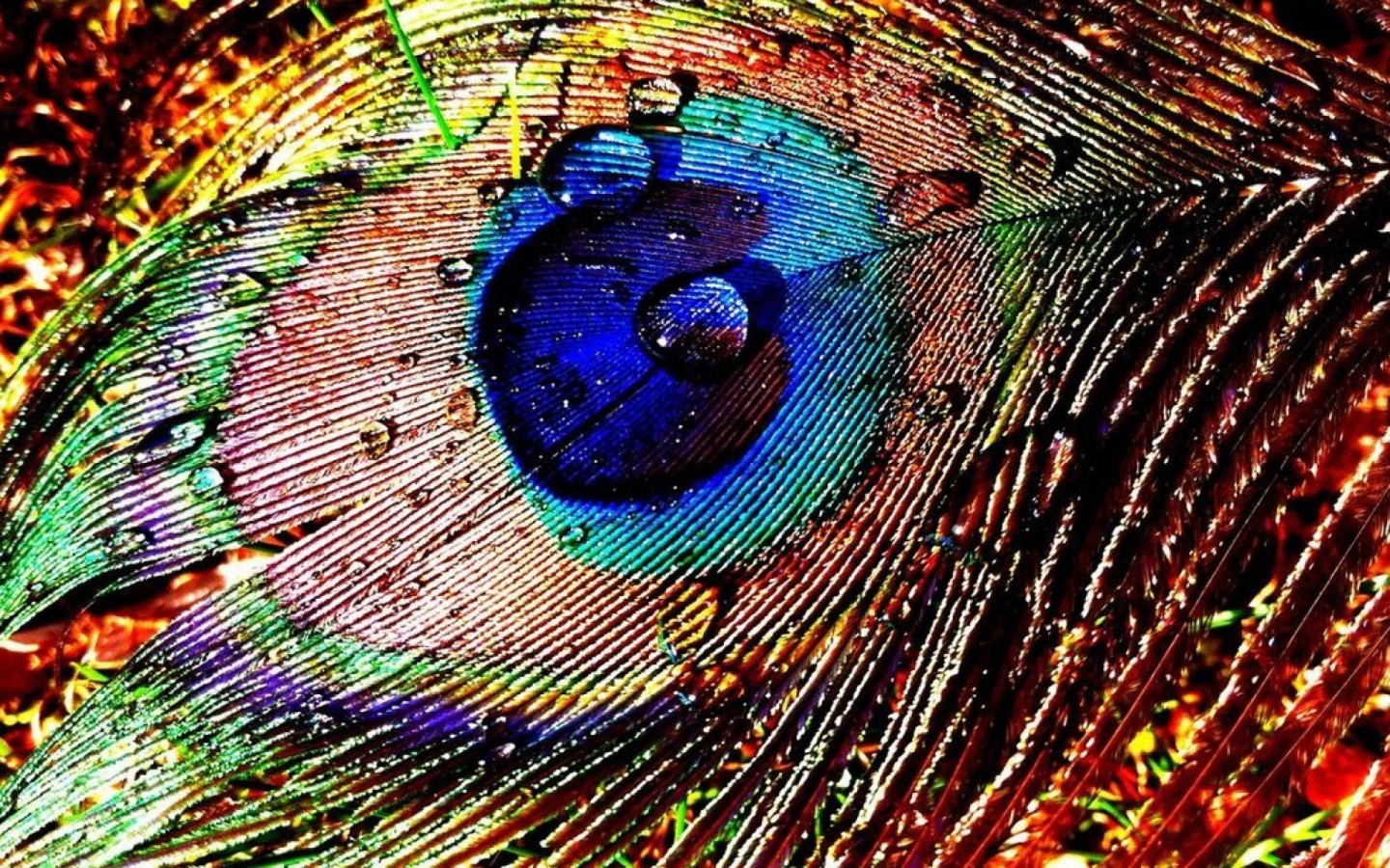 feather live wallpaper,feather,eye,close up,colorfulness,organ