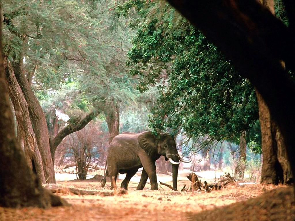 elefante live wallpaper,elefante,animale terrestre,natura,elefanti e mammut,elefante indiano