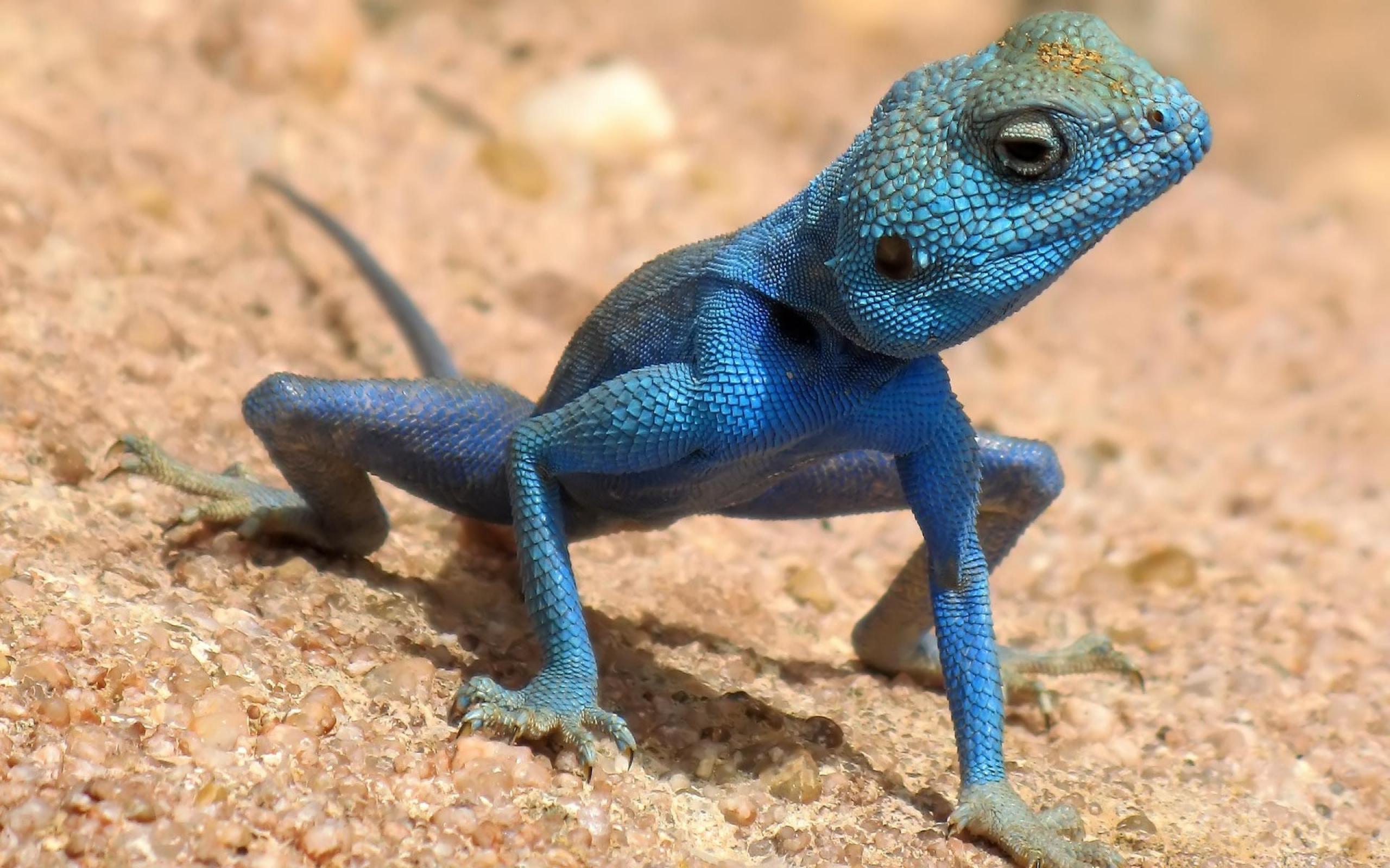 lézard fond d'écran en direct,reptile,lézard,agama,animal terrestre,lézard dragon