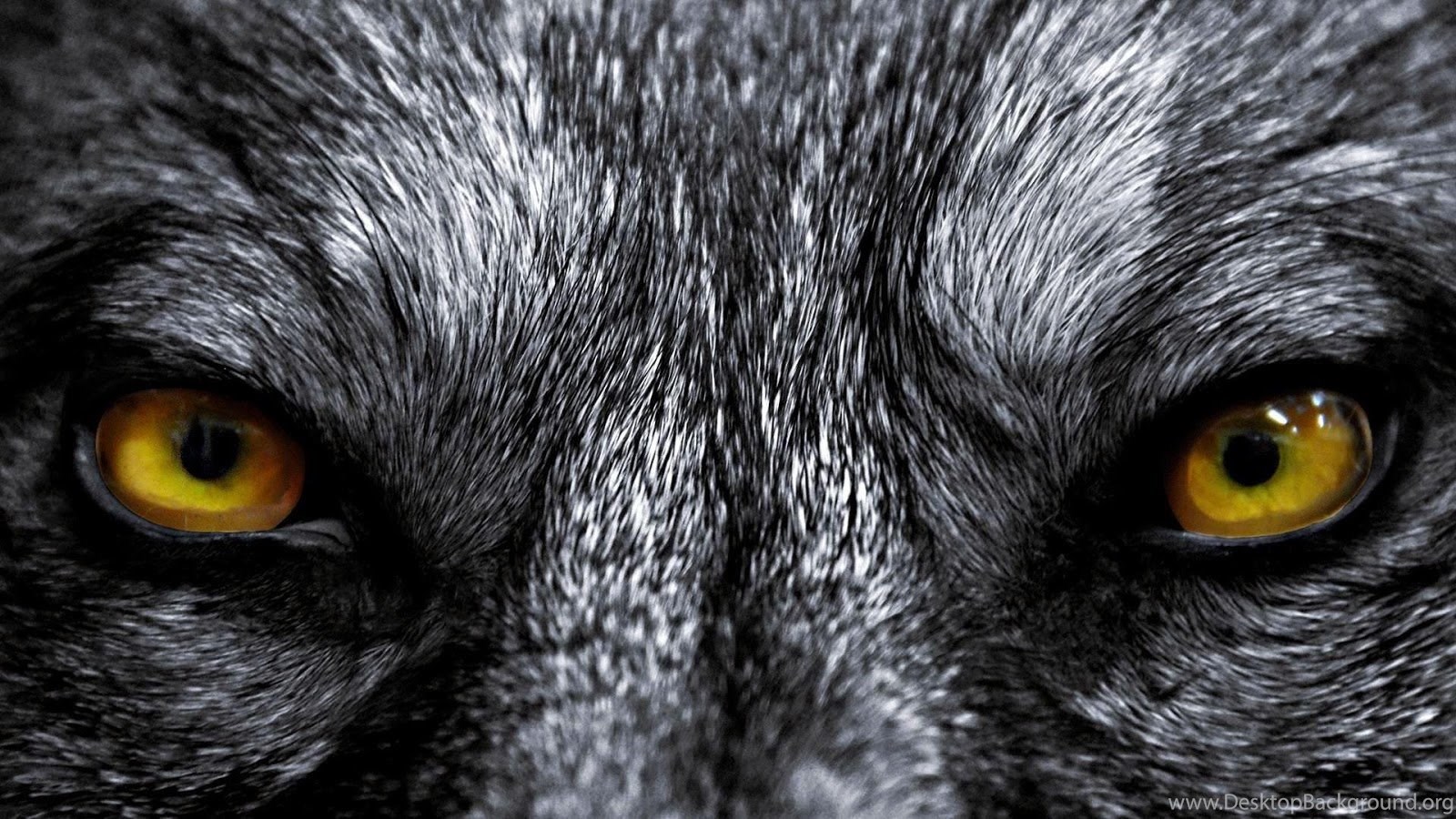 live wolf wallpaper free,eye,black,close up,canidae,snout