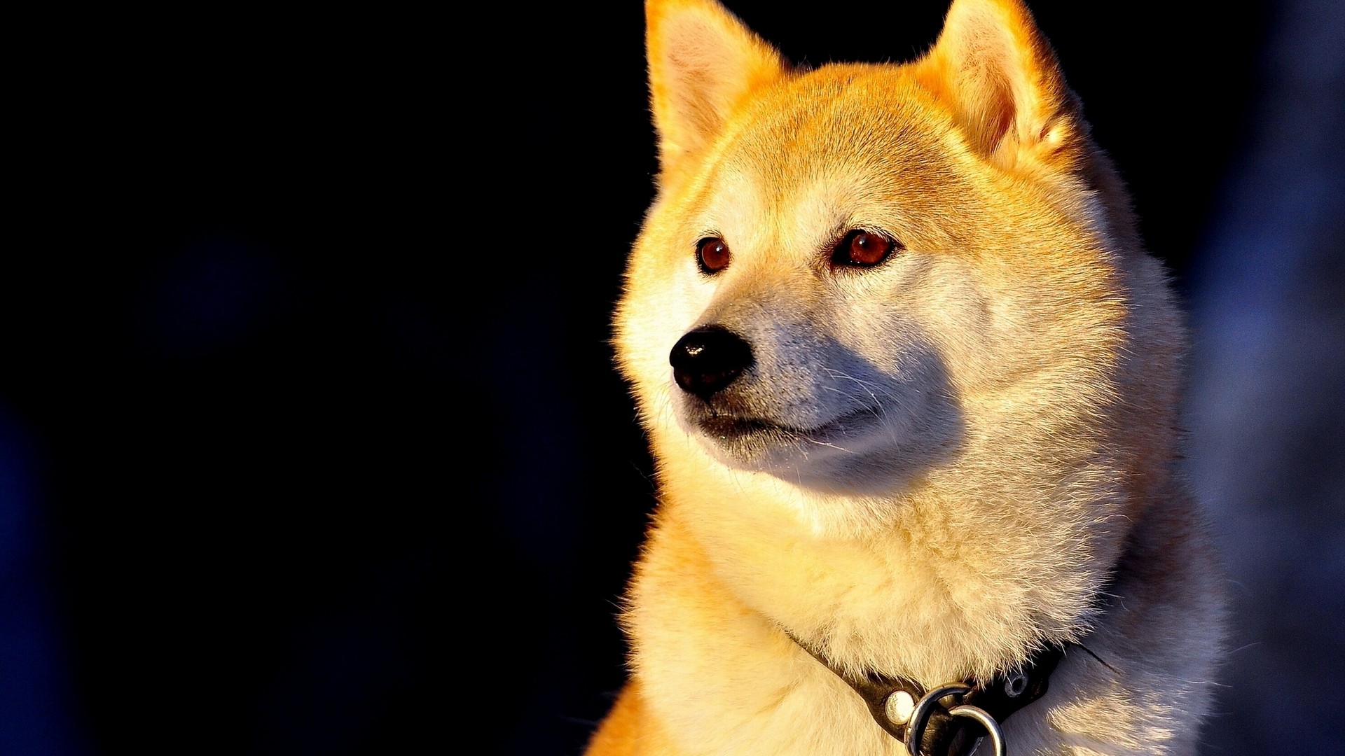 doge live wallpaper,perro,akita inu,hocico,akita