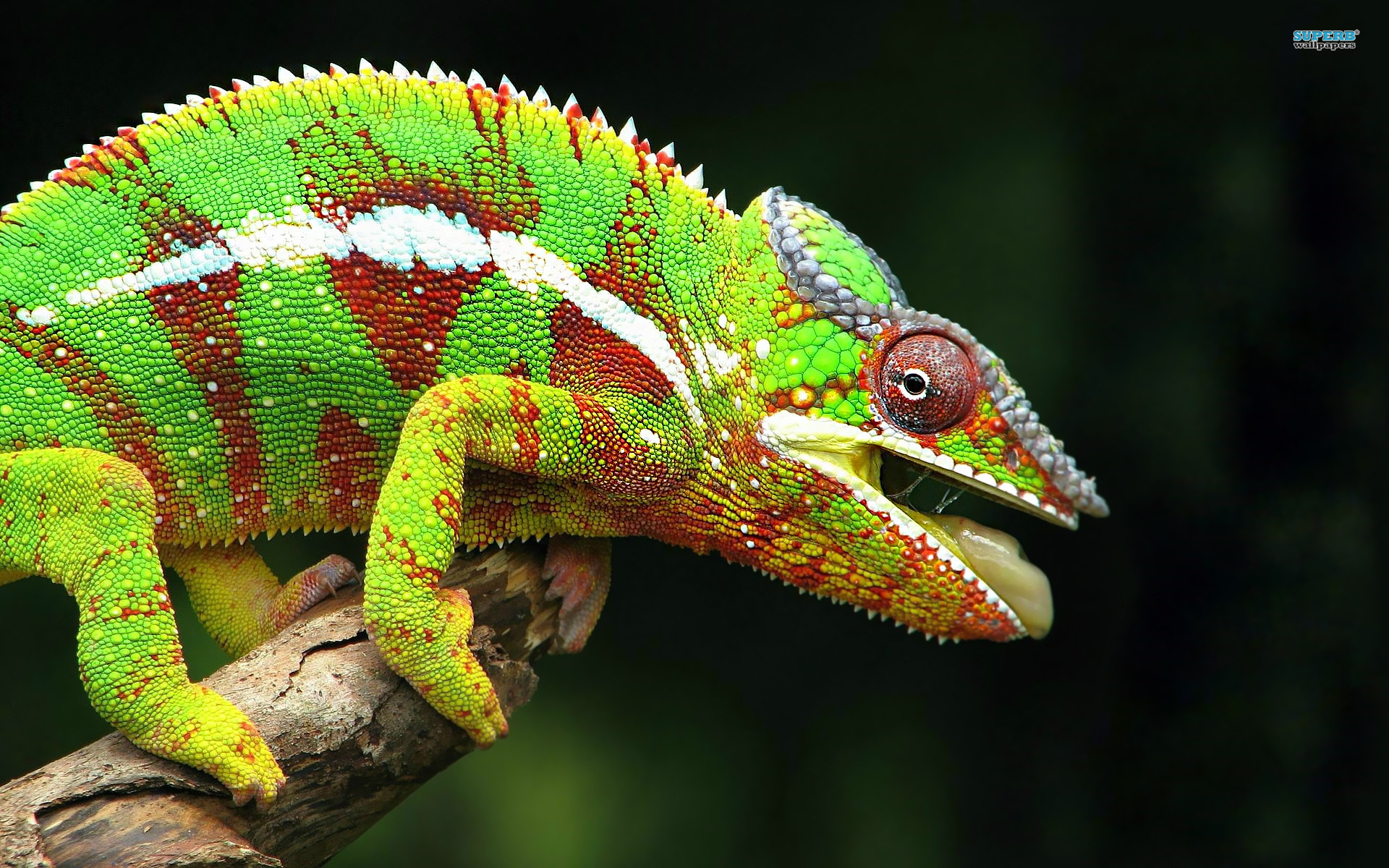 lézard fond d'écran en direct,caméléon,reptile,caméléon commun,lézard,animal terrestre