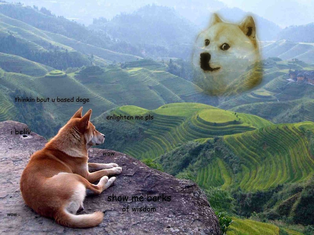 doge live wallpaper,perro,akita,shiba inu,akita inu,fauna silvestre