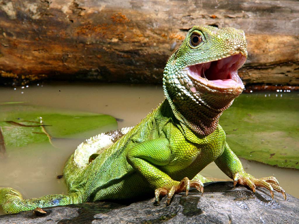 lagarto de pantalla en vivo,reptil,lagartija,iguana,iguana verde,animal terrestre