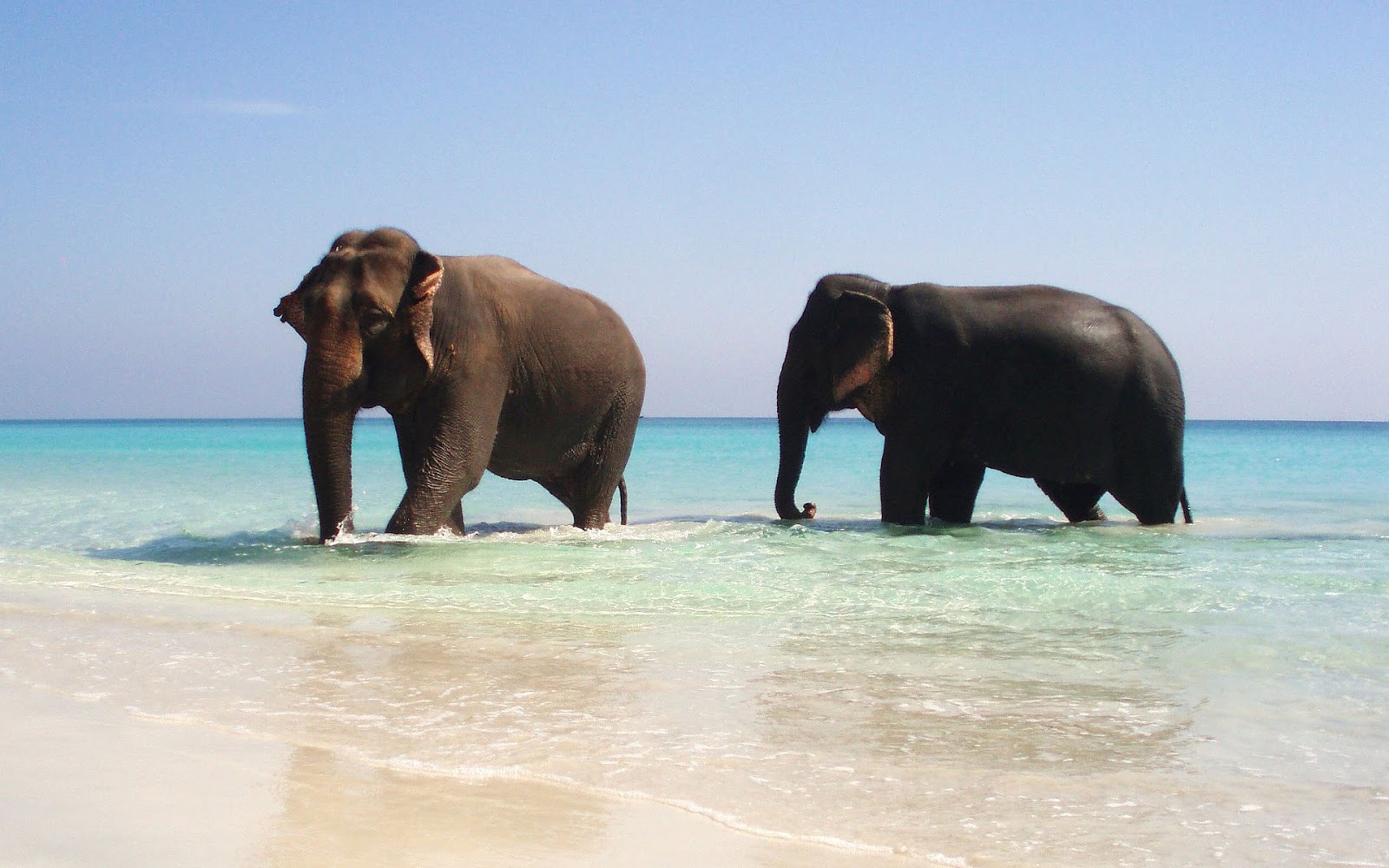 fond d'écran en direct d'éléphant,l'éléphant,éléphants et mammouths,animal terrestre,éléphant indien,faune