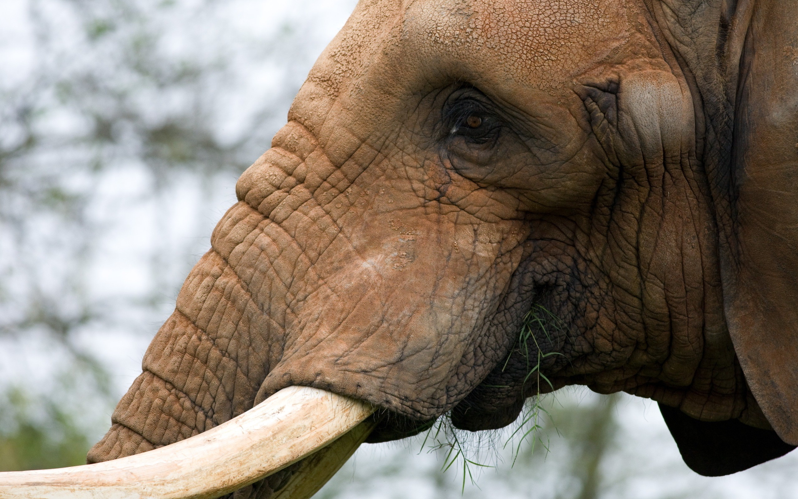 elefante live wallpaper,animal terrestre,elefante,elefantes y mamuts,fauna silvestre,hocico