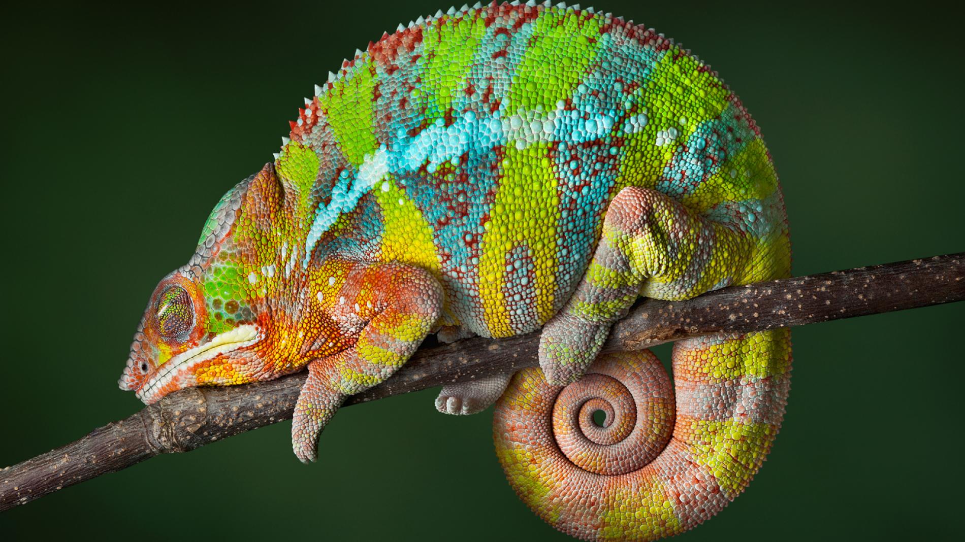 lizard live wallpaper,chameleon,reptile,iguania,lizard,common chameleon