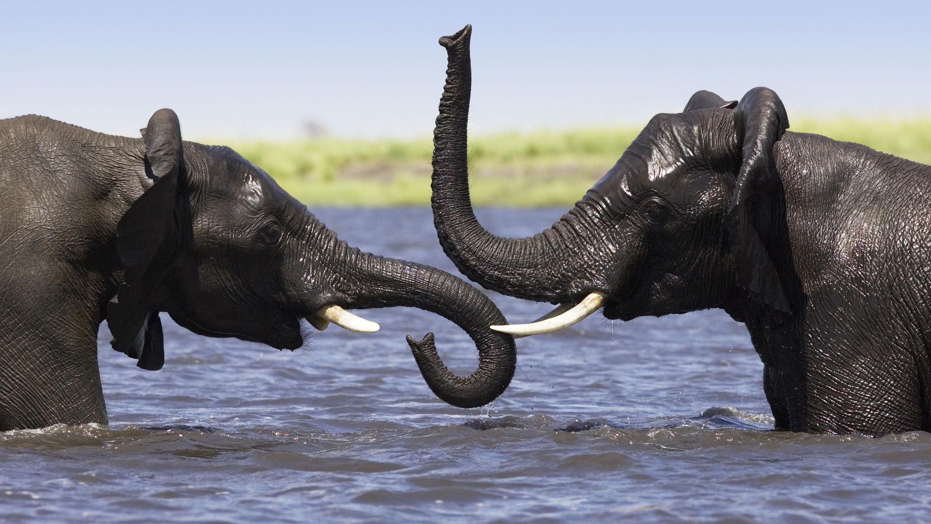 elefante live wallpaper,animal terrestre,elefante,elefantes y mamuts,elefante indio,fauna silvestre