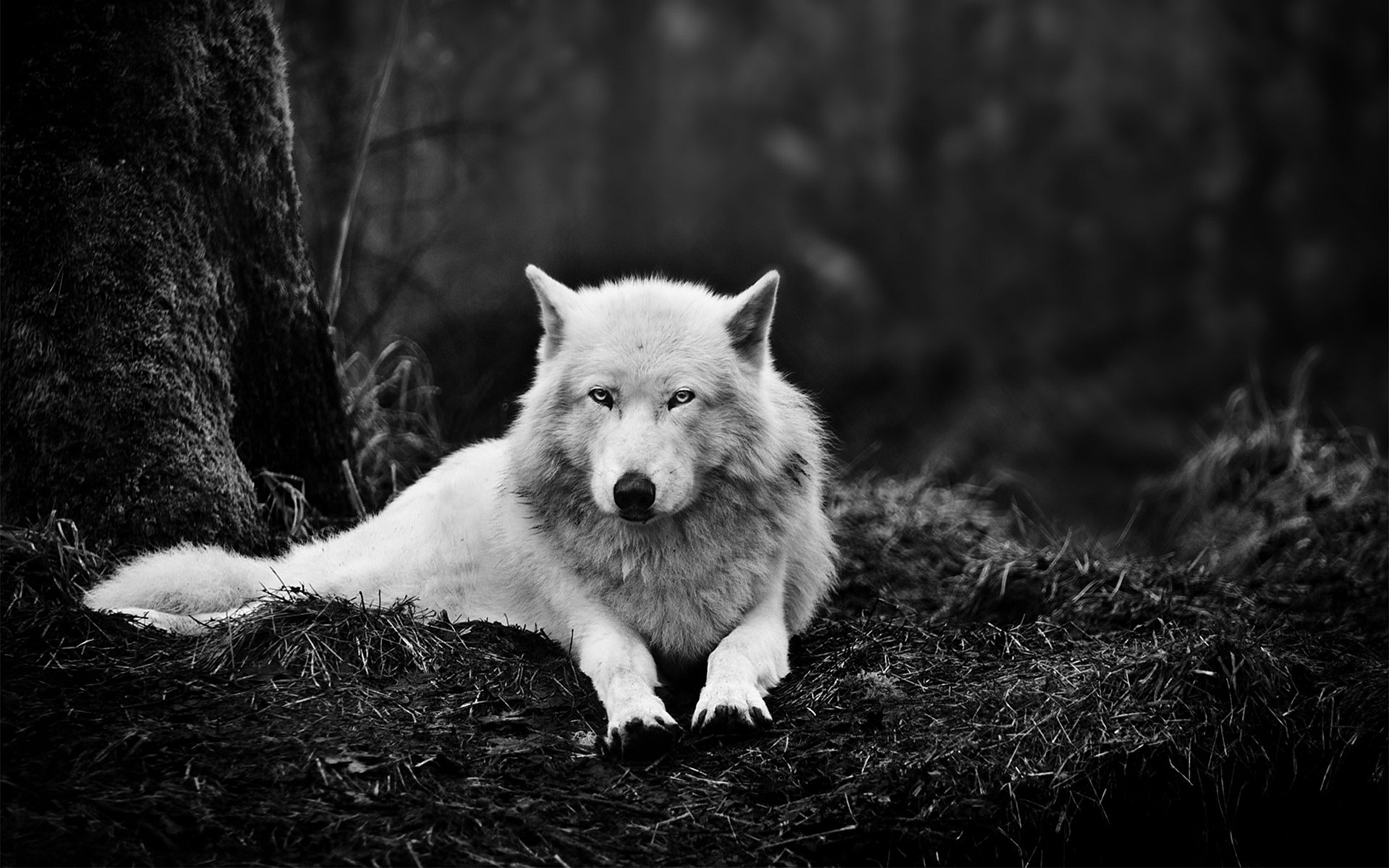 live wolf wallpaper kostenlos,weiß,schwarz,schwarz und weiß,tierwelt,canis lupus tundrarum