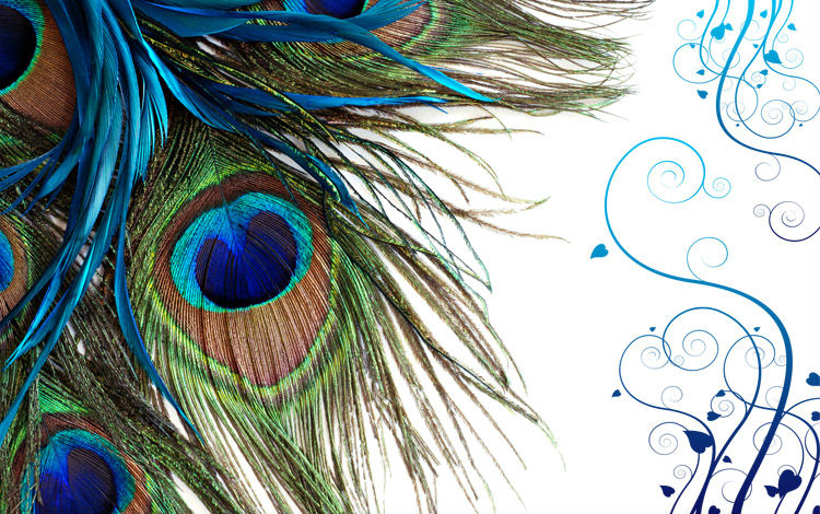 feather live wallpaper,feather,blue,graphic design,turquoise,illustration